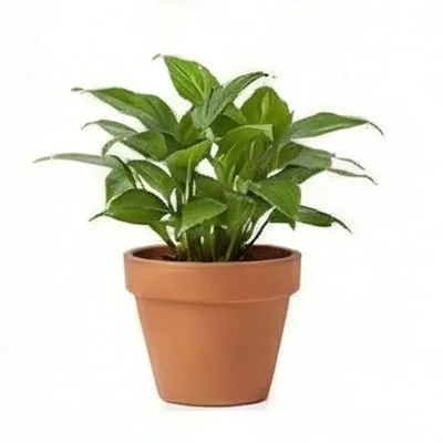 Home & Garden